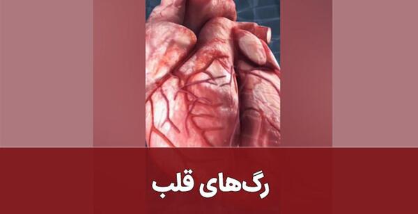 عکس واقعی قلب آدم
