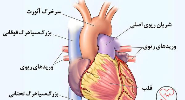 عکس واقعی قلب آدم