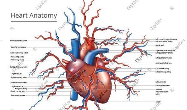 عکس واقعی قلب آدم