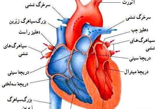 عکس قلب انسان واقعی برای نقاشی