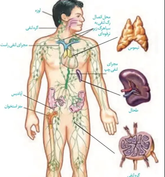 عکس واقعی غدد لنفاوی کشاله ران در مردان