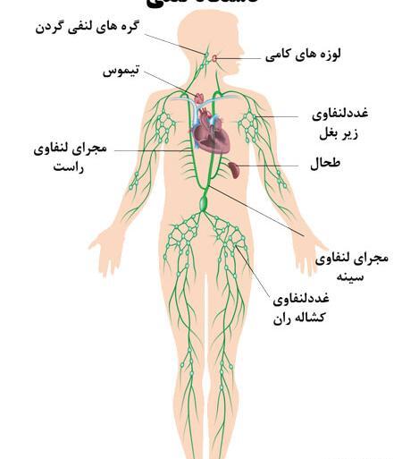 عکس واقعی غدد لنفاوی کشاله ران در مردان