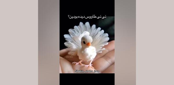 عکس واقعی جوجه طاووس