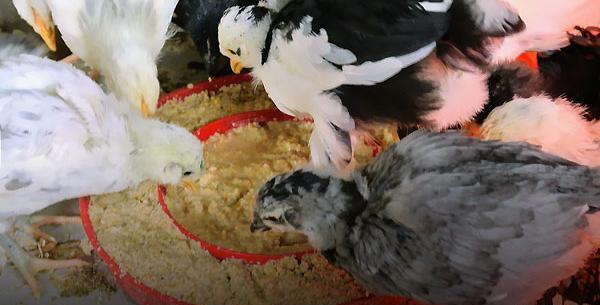 عکس واقعی جوجه طاووس