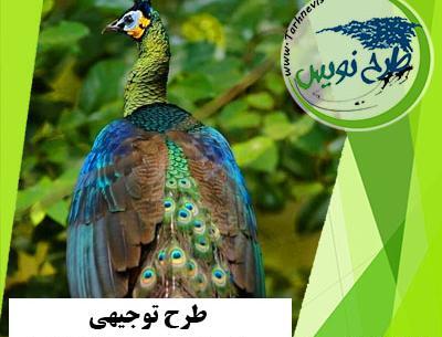 عکس واقعی جوجه طاووس
