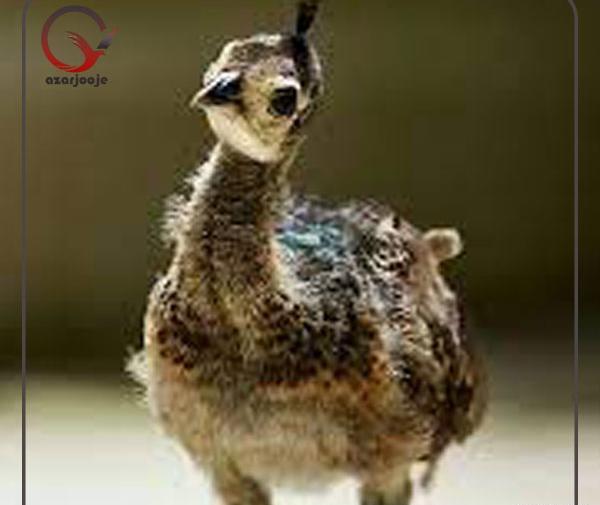 عکس واقعی بچه طاووس