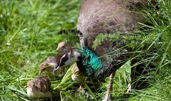 عکس واقعی بچه طاووس