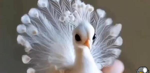 عکس واقعی بچه طاووس