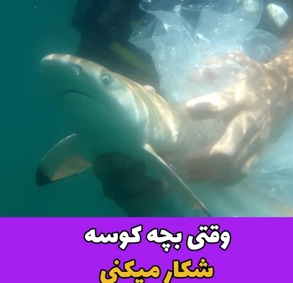 عکس کوسه واقعی صورتی