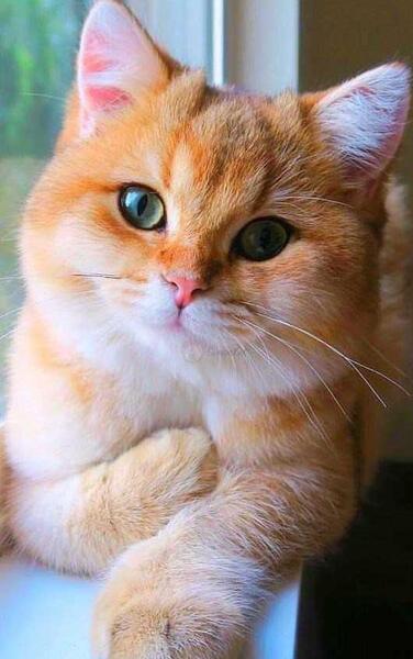 عکس گربه واقعی صورتی