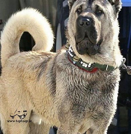 عکس سگ واقعی سگ های نگهبان