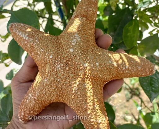 عکس واقعی ستاره دریایی