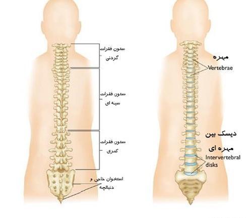 عکس واقعی ستون فقرات انسان