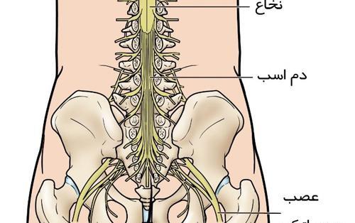 عکس واقعی ستون فقرات انسان