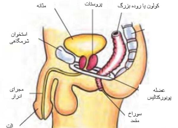 عکس واقعی روده بزرگ انسان