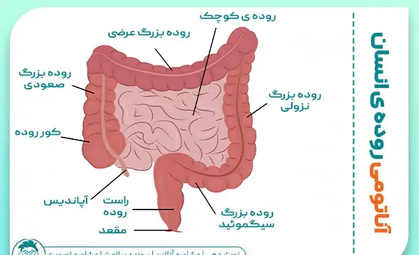 عکس واقعی روده بزرگ انسان