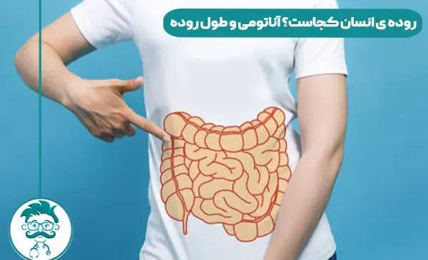 عکس روده ی واقعی انسان