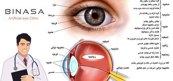 عکس داخل چشم انسان واقعی
