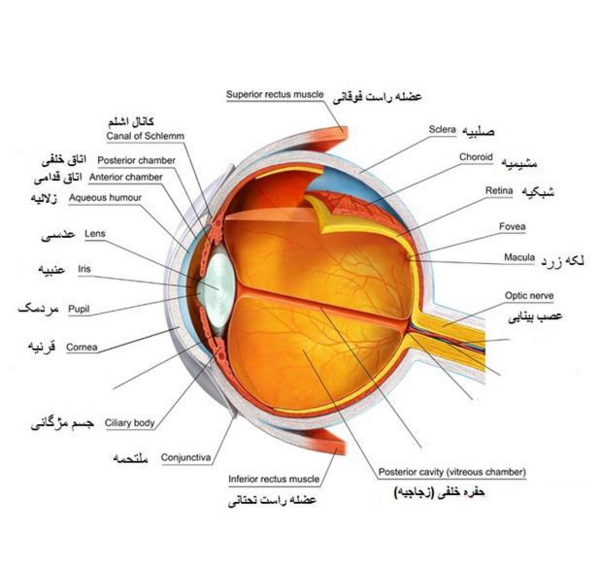 عکس داخل چشم انسان واقعی