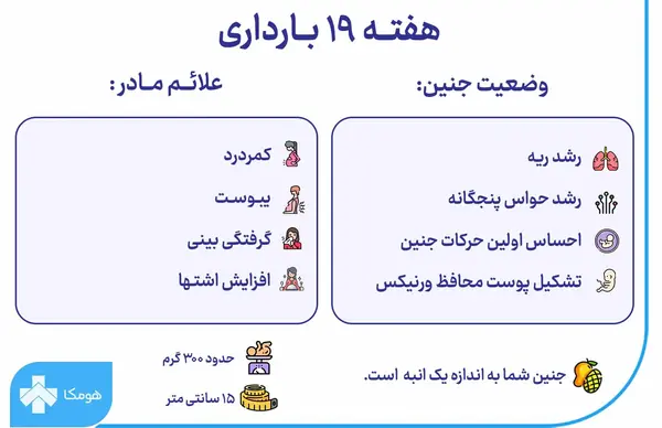 نوزده عکس واقعی جنین 20 هفته