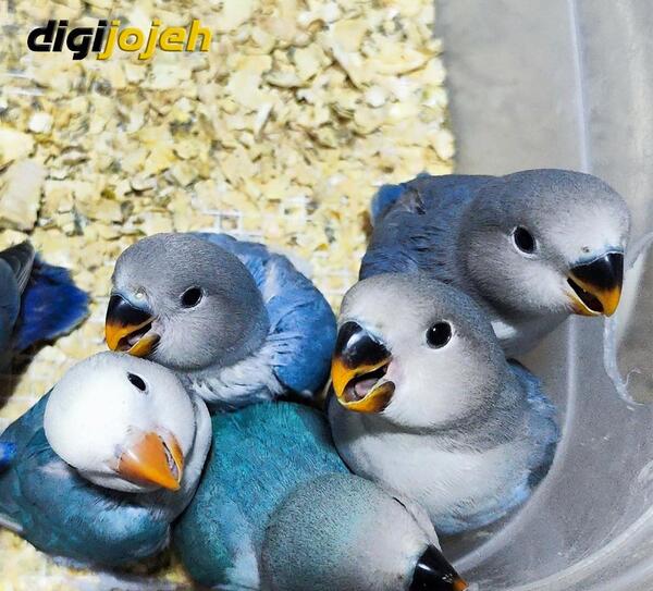 عکس فیلم طوطی برزیلی