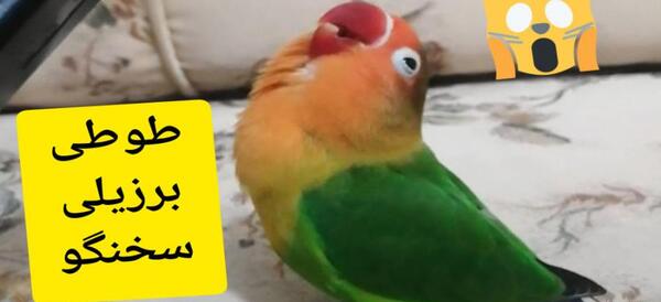عکس فیلم طوطی برزیلی