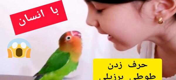 عکس فیلم طوطی برزیلی