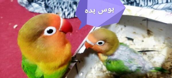 عکس فیلم طوطی برزیلی