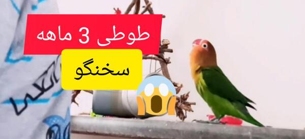 عکس فیلم طوطی برزیلی