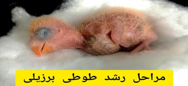 عکس فیلم طوطی برزیلی