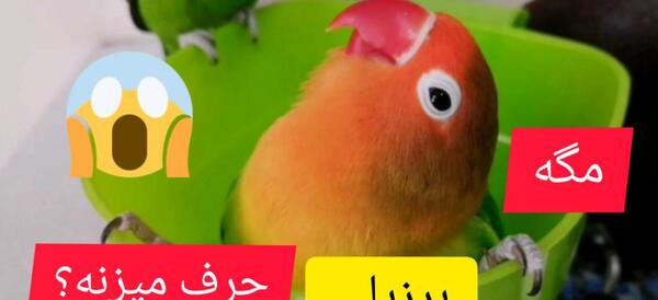 عکس فیلم طوطی برزیلی