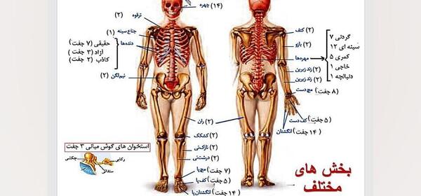 عکس عكس اسكلت انسان
