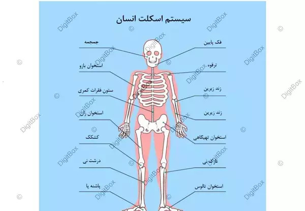 عکس عكس اسكلت انسان