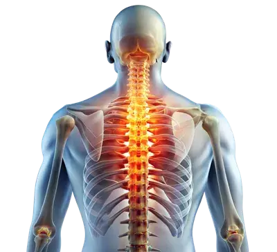 عکس های اسکلت بدن انسان