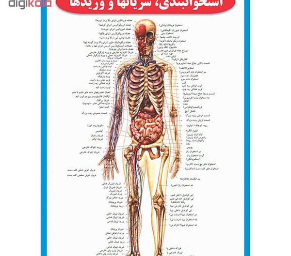 عکس های اسکلت بدن انسان