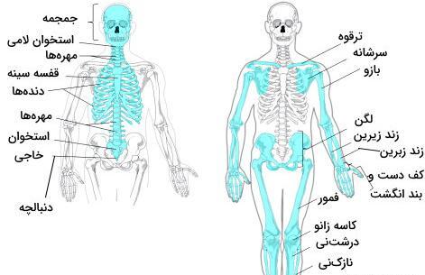 عکس اسکلت های بدن