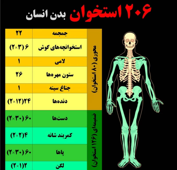 عکس اسکلت های بدن