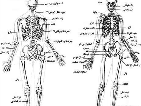 عکس اسکلت های بدن