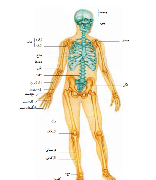 عکس اسکلت واقعی بدن