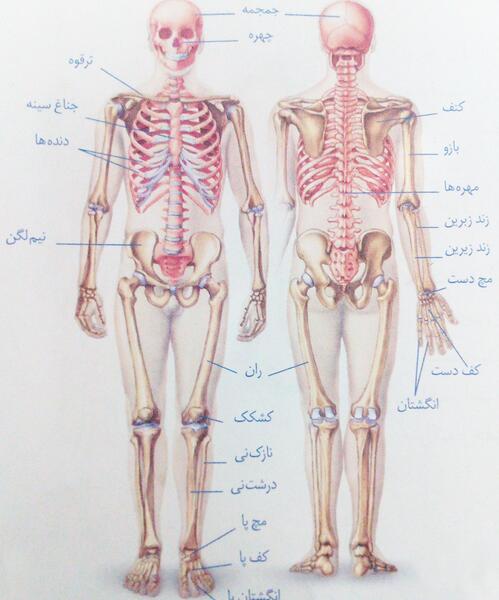 عکس اسکلت واقعی بدن