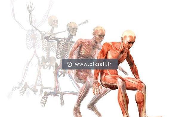 عکس اسکلت واقعی بدن