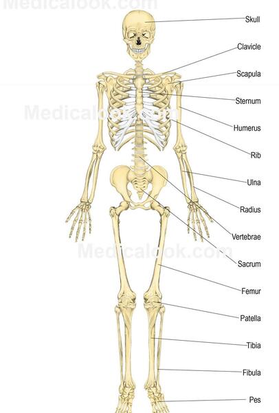 عکس اسکلت واقعی زنده