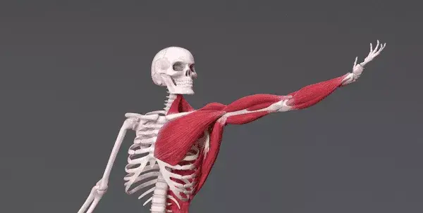 عکس اسکلت واقعی زنده