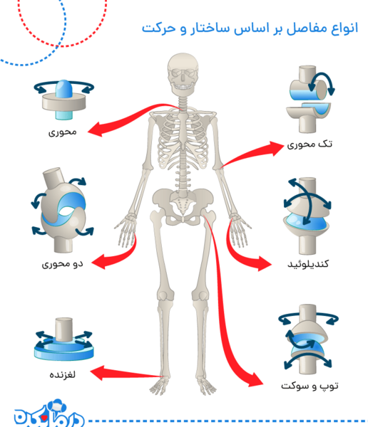 عکس اسکلت بدن انسان واقعی با اسم