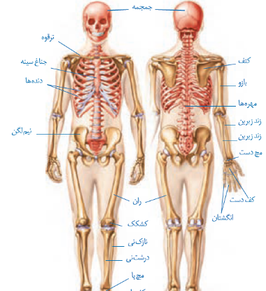 عکس اسکلت بدن انسان واقعی با اسم