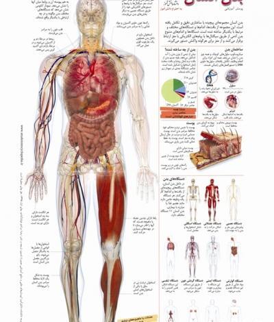 عکس اسکلت بدن انسان واقعی با اسم