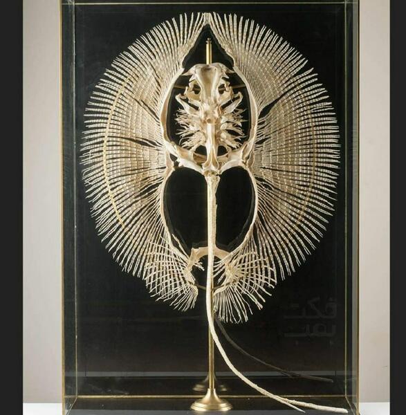 عکس اسکلت سفره ماهی