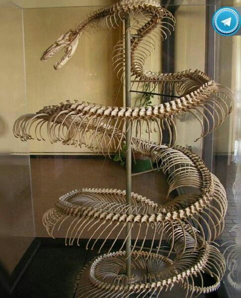 عکس اسکلت بدن مار
