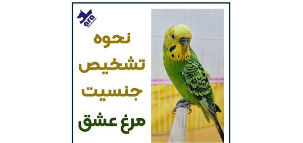 عکس اسکلت مرغ عشق