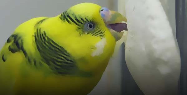 عکس اسکلت مرغ عشق